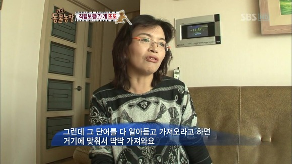 [동물농장] 지팡이 짚고 걷는 심봉사 개 또또라오 | 인스티즈