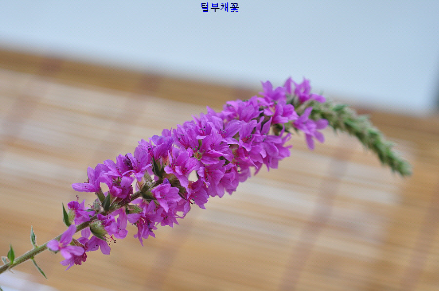 어린왕자의들꽃사랑마을
