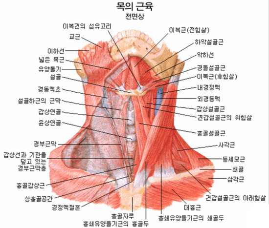 스포츠맛사지 이미지