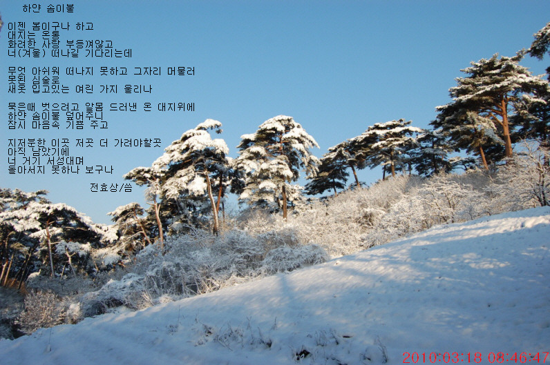 하얀솜 이미지