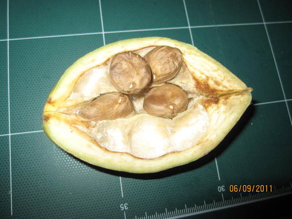 빠라빠라 이미지