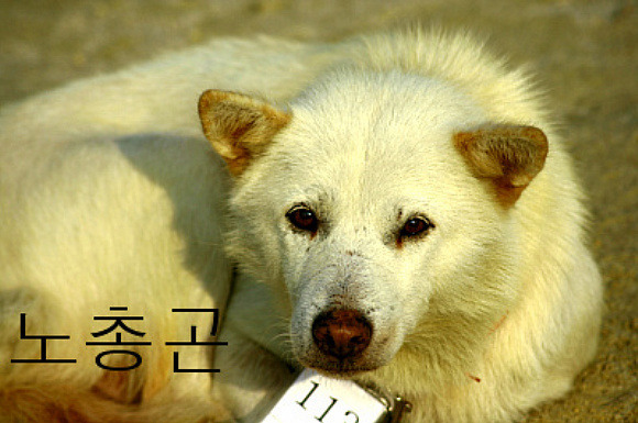 백구 이미지