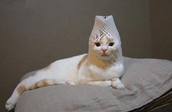 피식 이미지