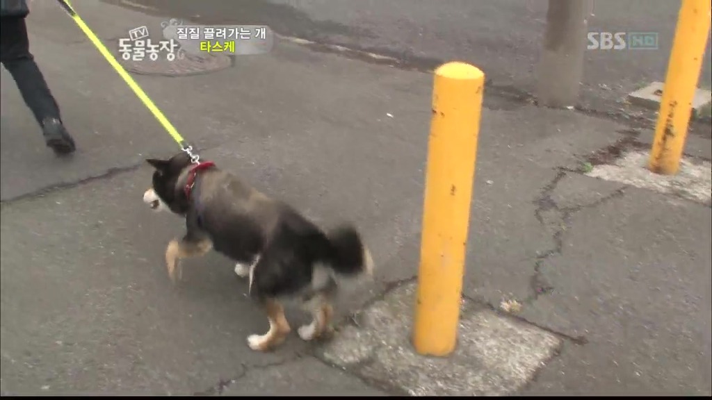 [동물농장] 목줄로 질질 끌려다니는 개.JPG | 인스티즈