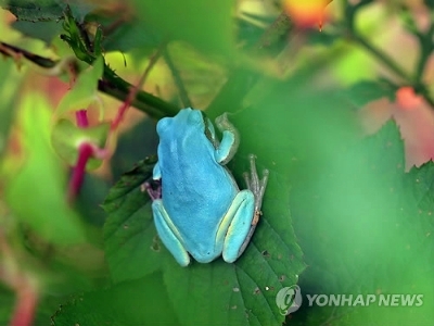 청개구리 이미지