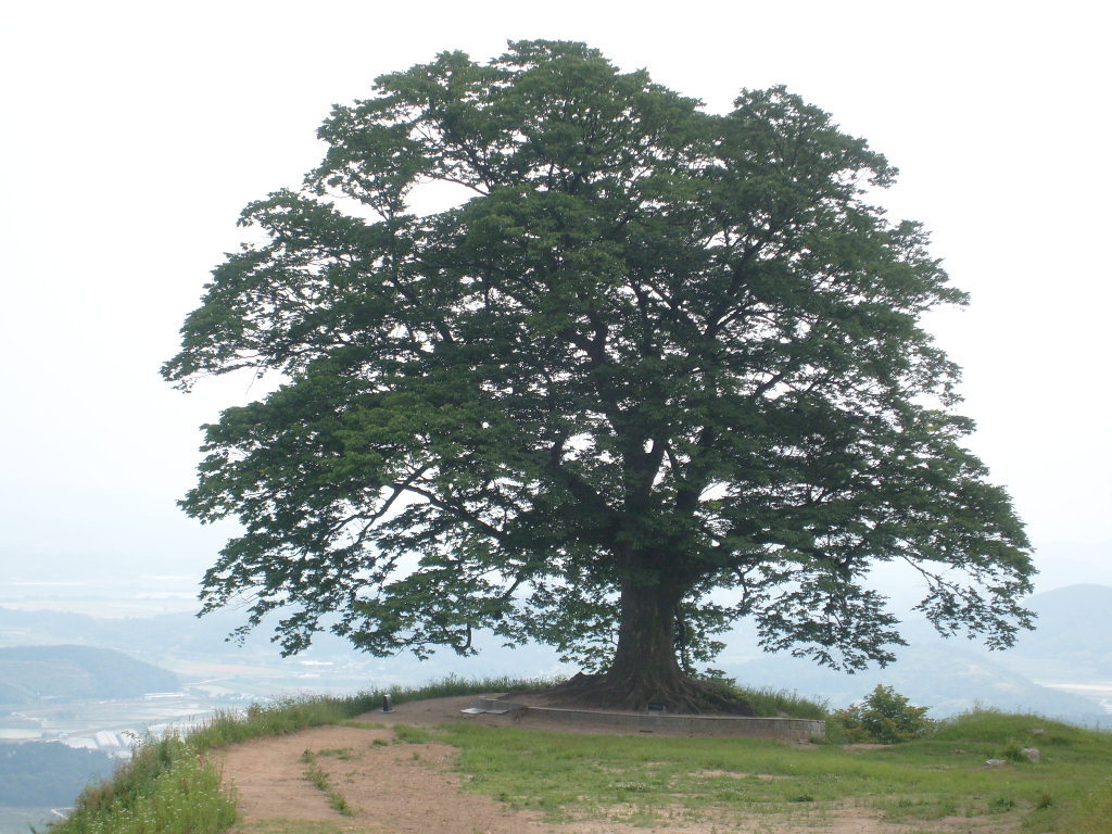 성흥산 이미지