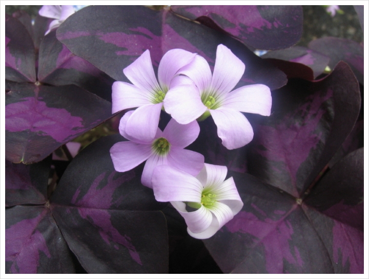 정 사랑주고『클릭』놀러오세요^^*