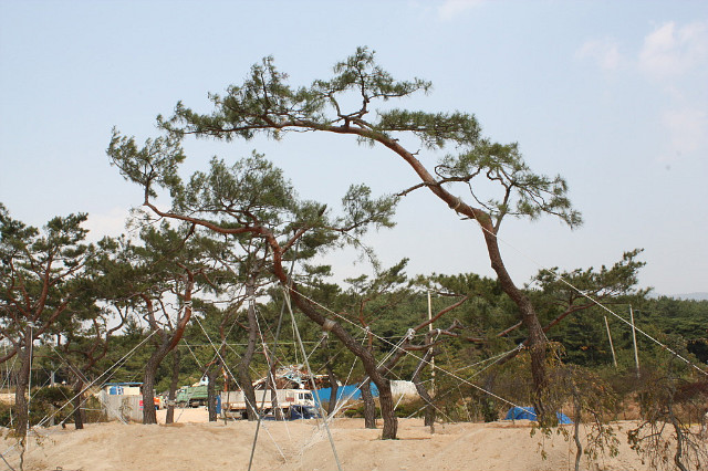 푸른소나무 이미지