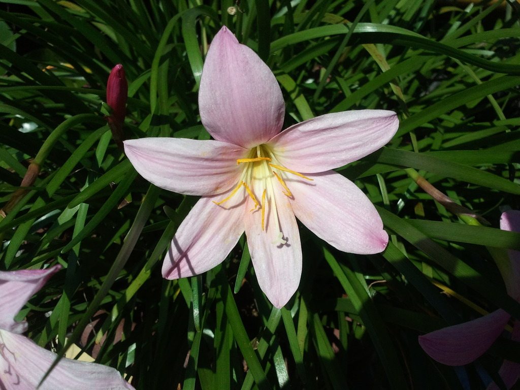 석란 이미지