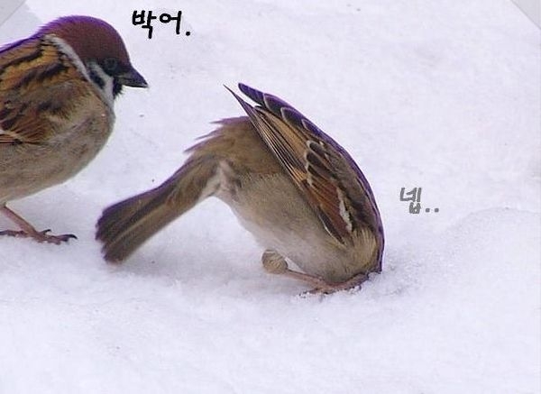 참새 이미지