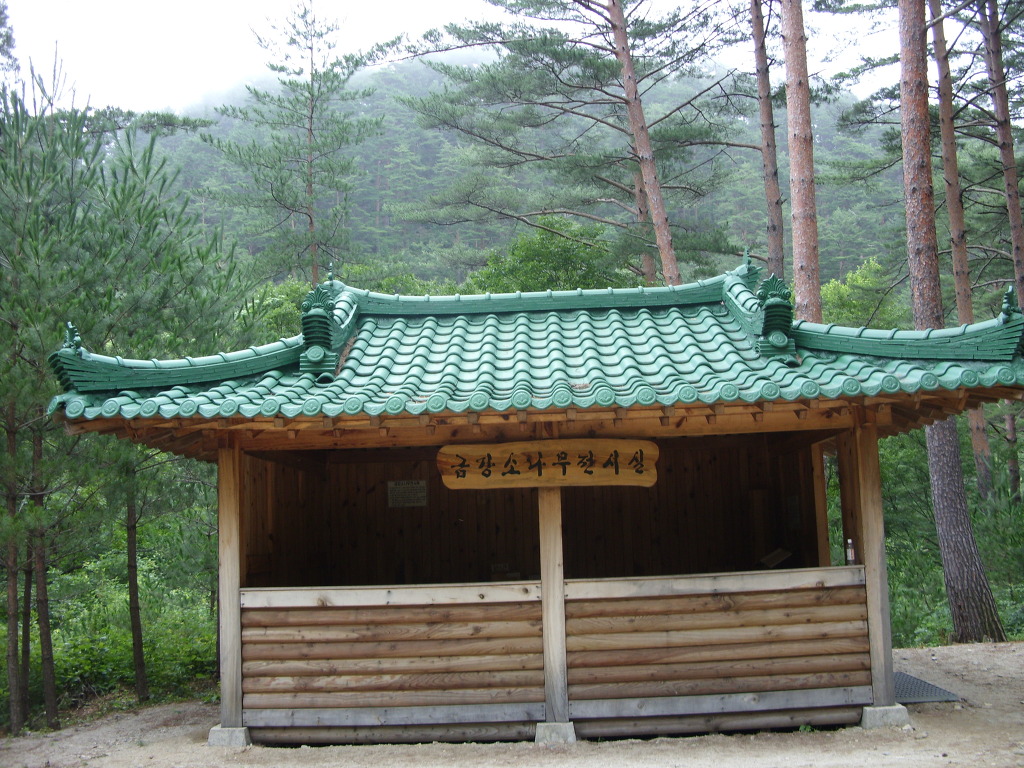 소나무 군락지 이미지