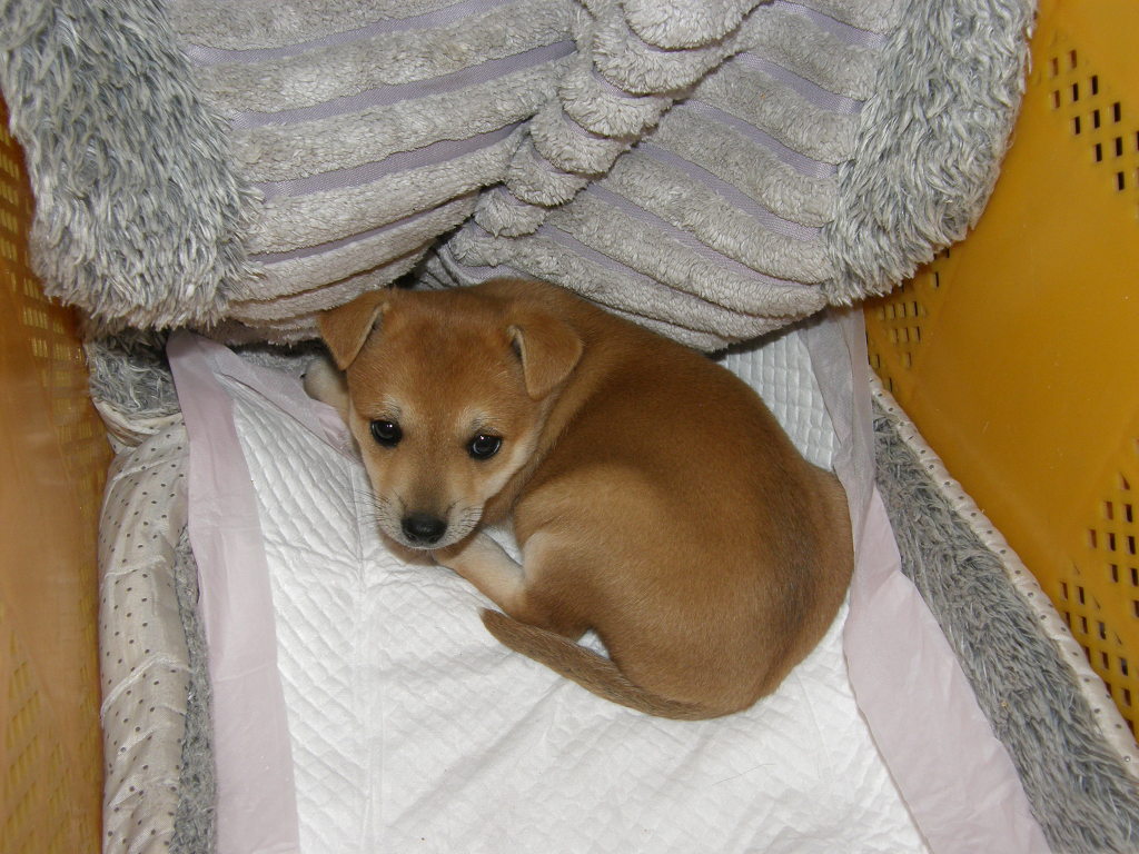 랑이 이미지