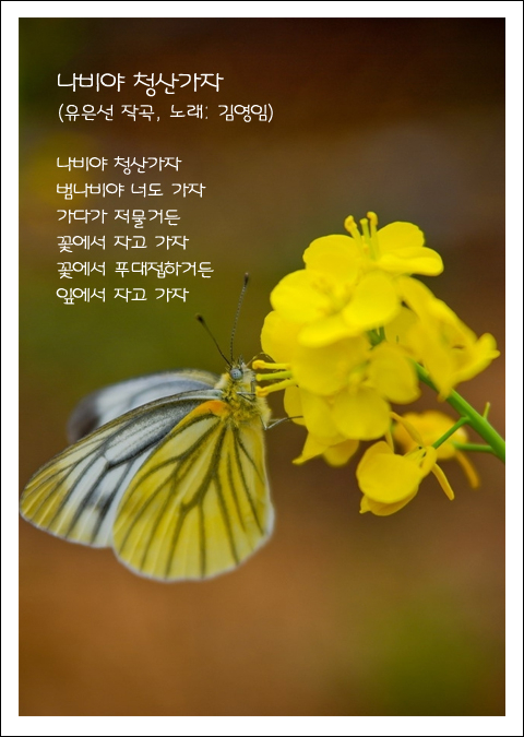 나비야청산가자 이미지