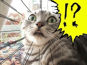 헤헷 이미지