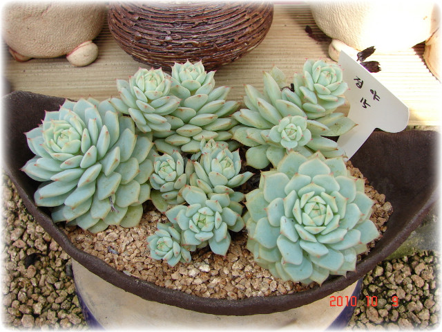 고인돌식물원 이미지