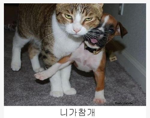 참 이미지