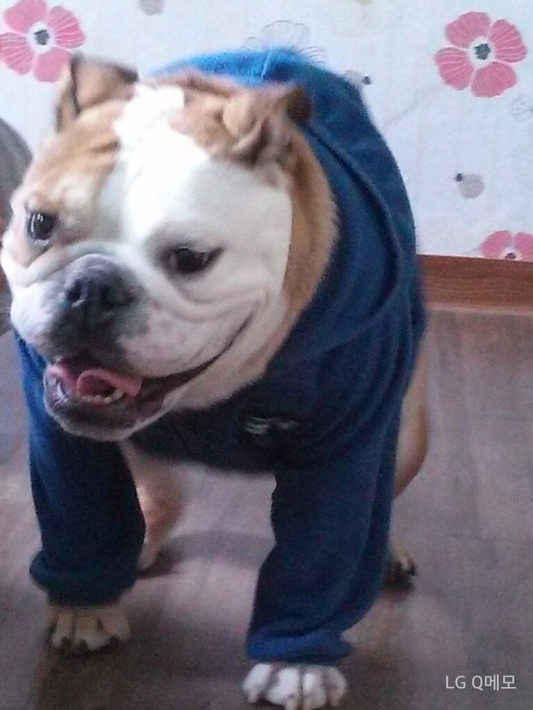 팡팡 이미지