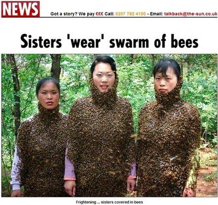 벌떼 이미지