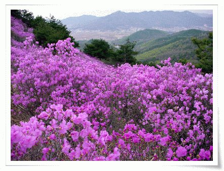 즈려밟고 이미지