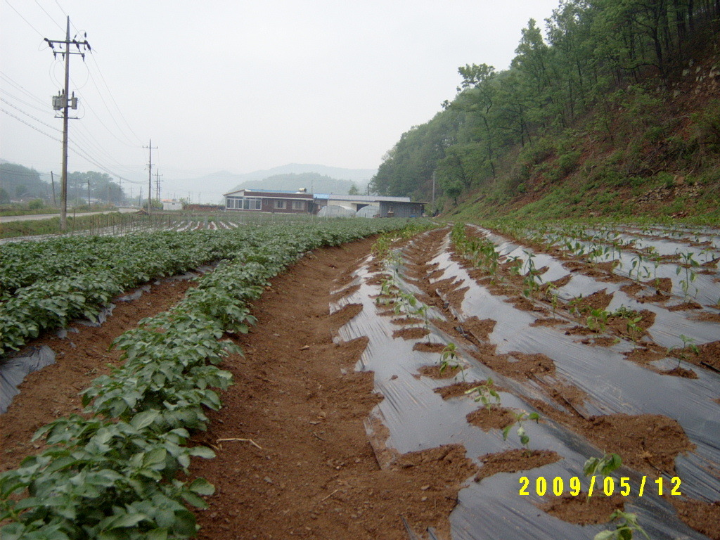 산아래토마토 이미지