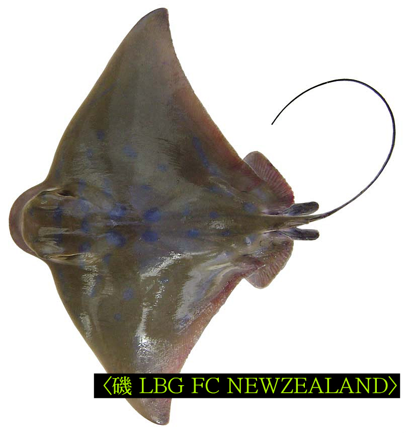 182739494D4EB6DD1B65CA