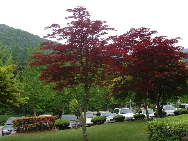 뜨락칼국수 이미지
