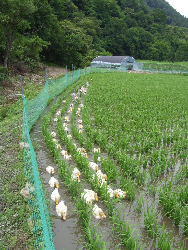 오리야2 이미지