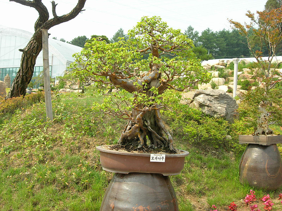 오동 이미지