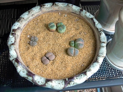 바시아 이미지
