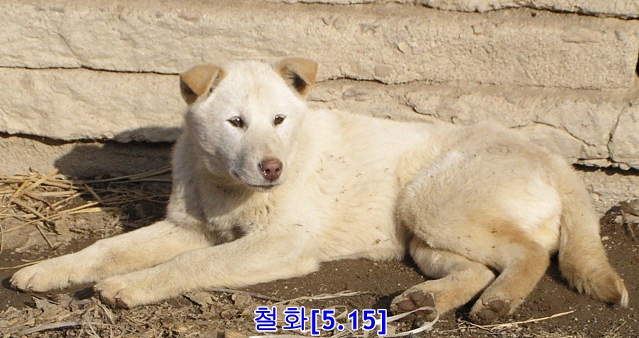 다 이미지