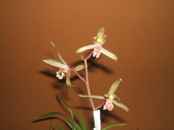 일경 이미지