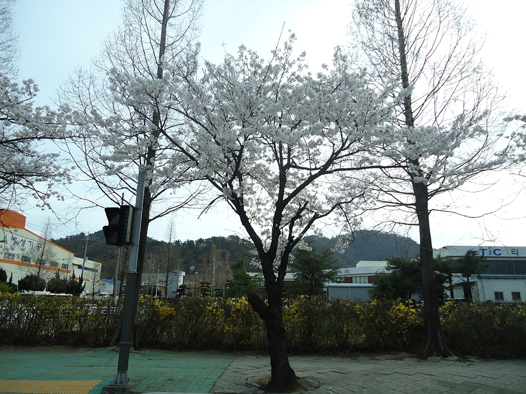 벚꽃장 이미지