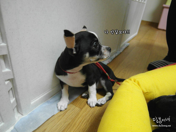 달봉이네 이미지