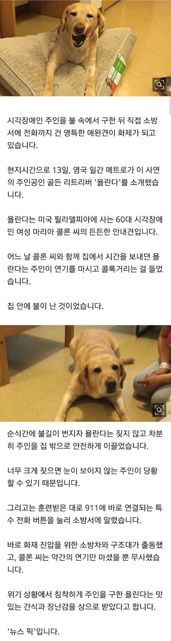 주인 살린 안내견 | 인스티즈