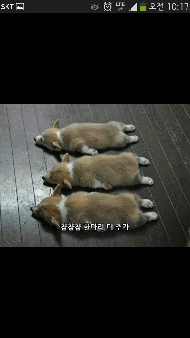 웰시코기 산채로 굽기.jpg | 인스티즈