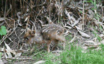 슴짤.gif | 인스티즈