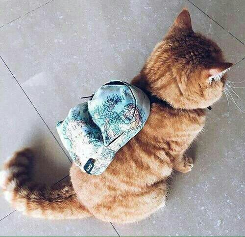 북두 이미지
