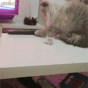 냥아치 모음.gif | 인스티즈
