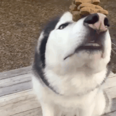 개고문.gif | 인스티즈