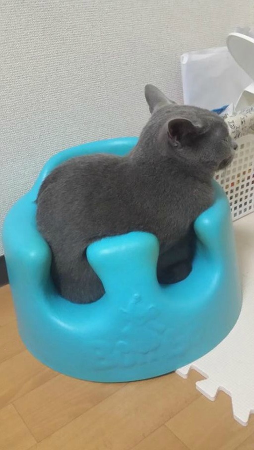 [고양이] 아기의자에 앉은 고양이.jpg | 인스티즈