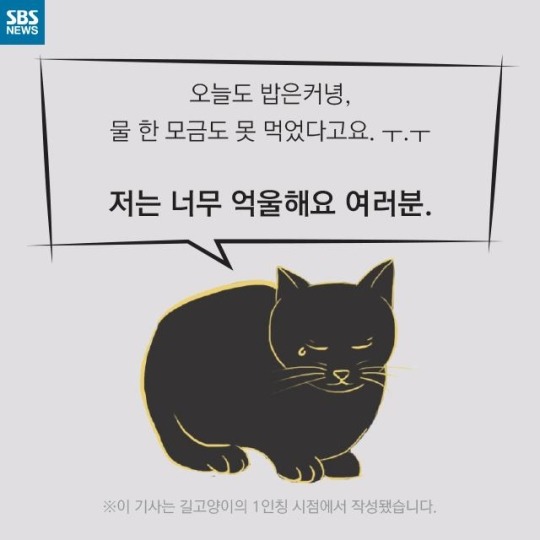 "살찐 거 아니에요 부은 거예요"(길고양이) | 인스티즈