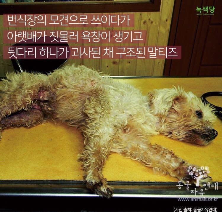 강아지는 귀여워서 사는 인형이 아닙니다.jpg +강아지 입양시 주의 | 인스티즈