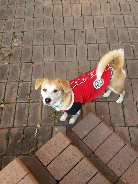 남양주에서 펫시터가 미국인 견주의 개 잃어버림... | 인스티즈