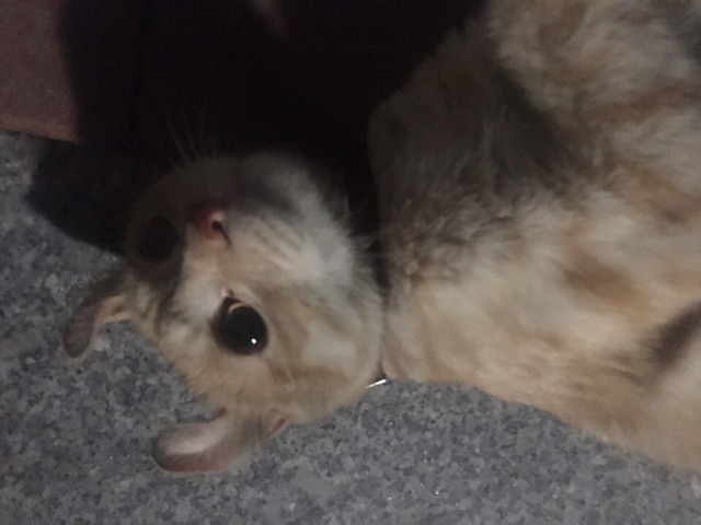 고양이 주인을 찾습니다... | 인스티즈
