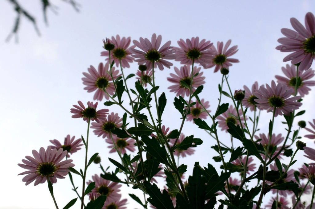 21369A45525E88612CF24D