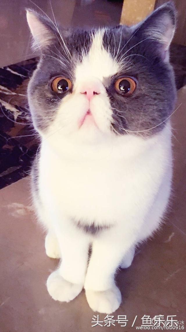 판빙빙 고양이.jpg | 인스티즈