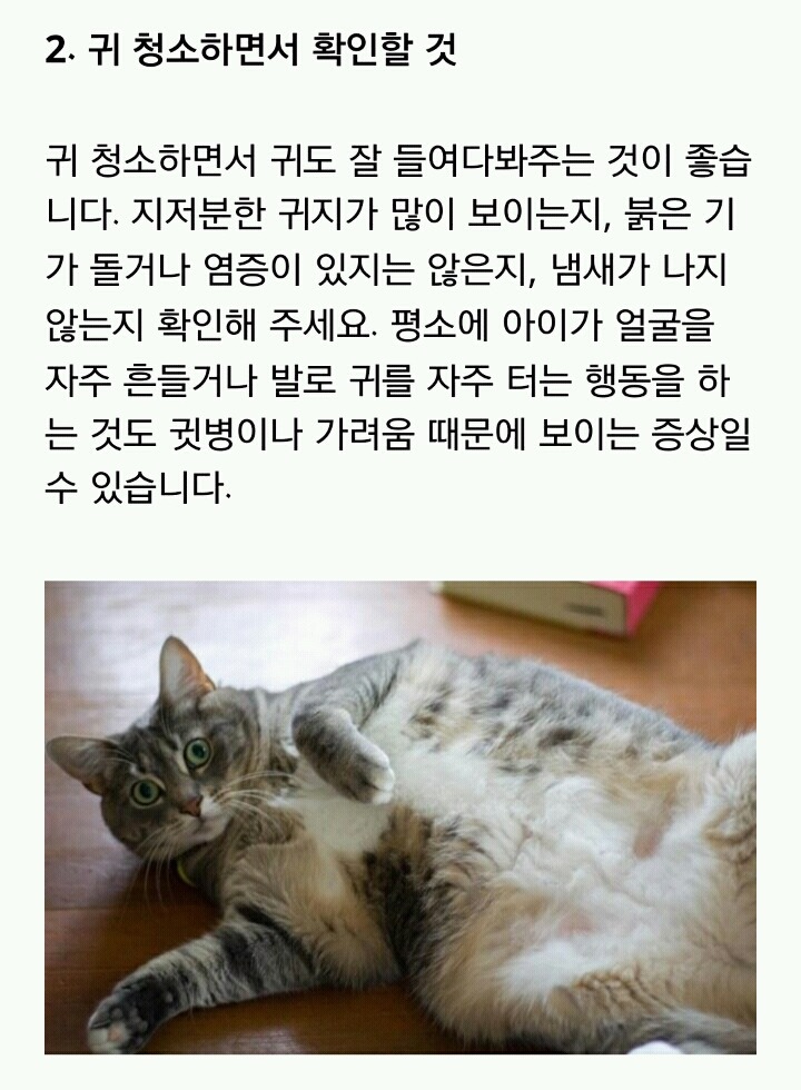 [반려동물] 고양이가 아플 때 보내는 신호 | 인스티즈