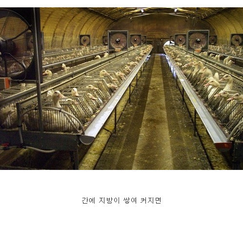 프랑스의 대표음식 푸아그라가 만들어지기까지... (혐오주의) | 인스티즈