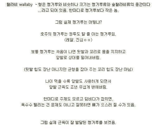 캥거루의 실체.jpg | 인스티즈