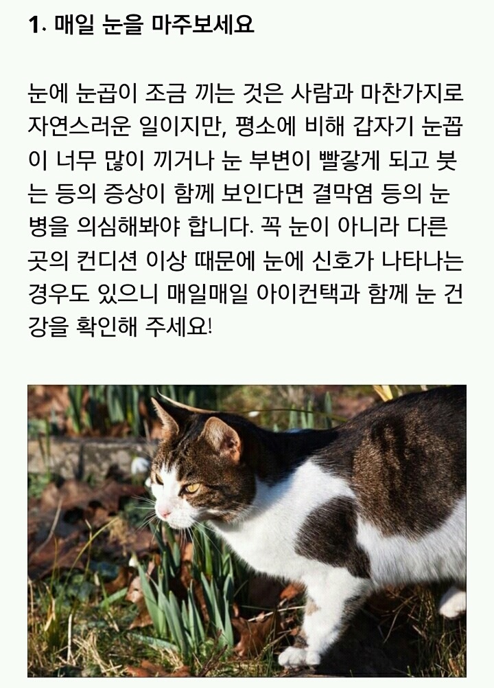 [반려동물] 고양이가 아플 때 보내는 신호 | 인스티즈